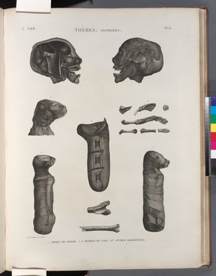 Thèbes. Hypogées. 1.2. Momie de femme; 3-8. Momies de chat et autres mammifères.