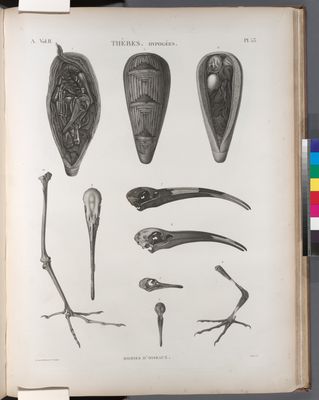 Thèbes. Hypogées. Momies d'oiseaux.