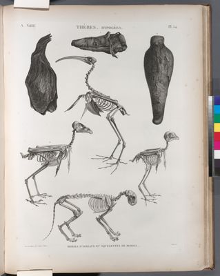Thèbes. Hypogées. Momies d'oiseaux et squelettes de momies.