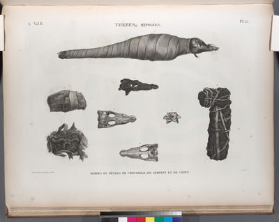 Thèbes. Hypogées. Momies et détails de crocodile, de serpent et de chien.