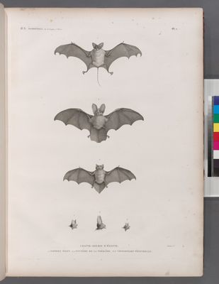 Zoologie. Mammifères. Chauve-souris d'Égypte. 1.1' Taphien filet; 2.2' Nyctère de la thébaïde; 3.3' Vespertilion pipistrelle.
