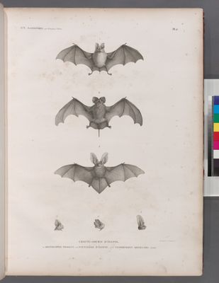 Zoologie. Mammifères. Chauve-souris d'Égypte. 1.1' Rhinolophe trident; 2.2' Nyctinôme d'Égypte; 3.3' Vespertilion oreillard, variété.