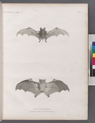 Zoologie. Mammifères. Chauve-souris d'Égypte. 1. Taphien perforé; 2. Roussette d'Égypte.