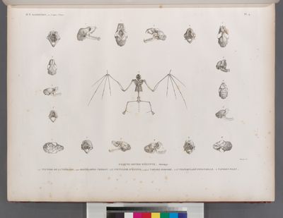 Zoologie. Mammifères. Chauve-souris d'Égypte. Ostéologie. 1.1'.1". Nyctère de la thébaïde; 2.2'.2". Rhinolophe trident; 3.3'.3". Nyctinôme d'Égypte; 4.4'.4".4'". Taphien perforé; 5.5'.5". Vespertilion pipistrelle; 6. Taphien filet.