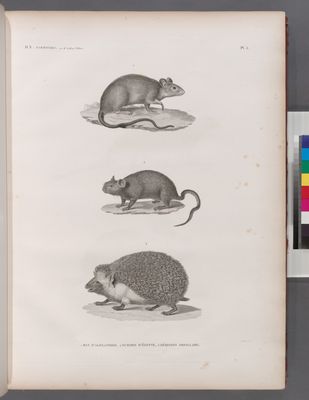 Zoologie. Mammifères. 1. Rat d'Alexandrie; 2. Echimis d'Égypte; 3. Hérisson oreillard.