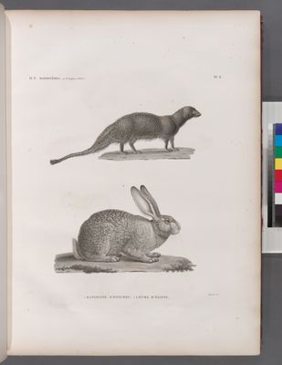 Zoologie. Mammifères. 1. Mangouste ichneumon; 2. Lièvre d'Égypte.