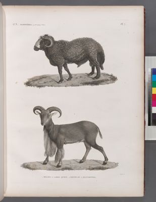 Zoologie. Mammifères. 1. Bélier à large queue; 2. Moufflon à manchettes.