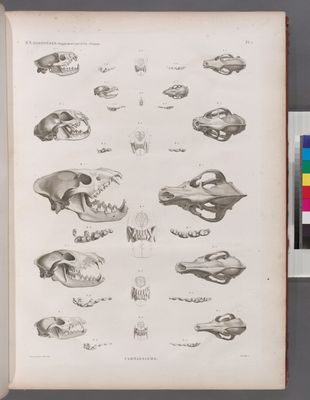 Zoologie. Mammifères. (Supplément.) Carnassiers.