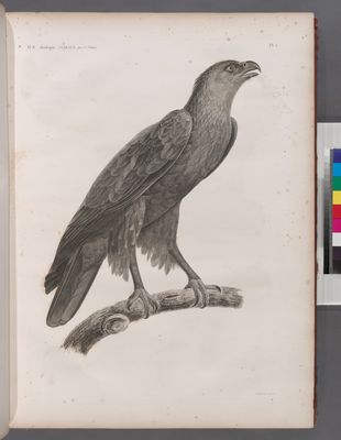 Zoologie. Oiseau. Aigle criard (Aquila nævia), adulte.