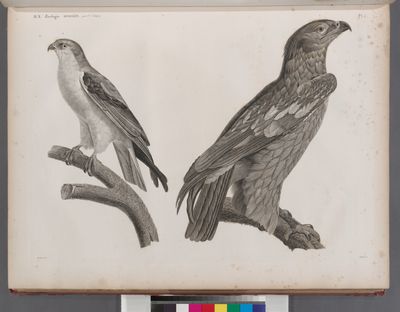 Zoologie. Oiseau. 1. Aigle criard (Aquila nævia), jeune; 2. Élanoïde blac (Elanus cæsius).