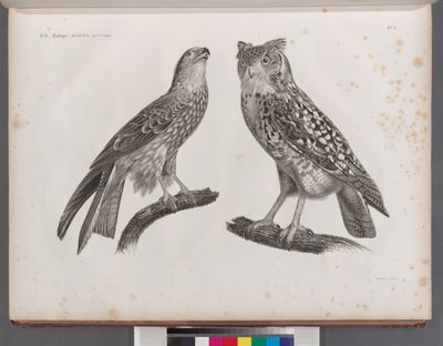 Zoologie. Oiseau. 1. Milan noir ou parasite (Milvus ater); 2. Hibou ascalaphe ou d'Égypte (Strix ascalaphus).