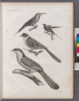 Zoologie. Oiseau. 1. Coucal houhou (Centropus Ægyptius); 2. Coua noir et blanc (Coccyzus Pisanus); 3. Guépier Savigny (Merops Savignyi); 4. Hirondelle de Riocour (Hirundo Riocourii).