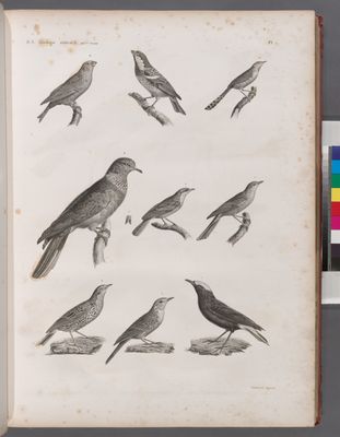 Zoologie. Oiseau. 1. Traquet coureur (Saxicola cursoria); 2. Fauvette grisette (Silvia cinerea); 3. Fauvette babillarde (Solvia curruca); 4. Fauvette pinc-pinc (Silvial tetrix); 5. Pipi de Coutelle (Anthus Coutellii); 6. Pipi de Cécile (Anthus Cecilii); 7. Moineau Cisalpin (Fringilla Cisalpina); 8. Bouvreuil de Payraudeau (Pyrrhula Payraudæi); 9. Colombe maillée (Columba Cambayensis).