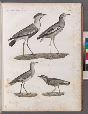 Zoologie. Oiseau. 1. Chevalier gambette (Totanus calidris); 2. Vanneau de Villoteau (Vanellus Villotæi); 3. Pluvier à aigrette (Charadrius spinosus); 4. Pluvian (Charadrius melanocephalus).