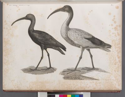Zoologie. Oiseau. 1. Ibis blanc ou sacré (Ibis religiosa); 2. Ibis noir (Ibis falcinellus).