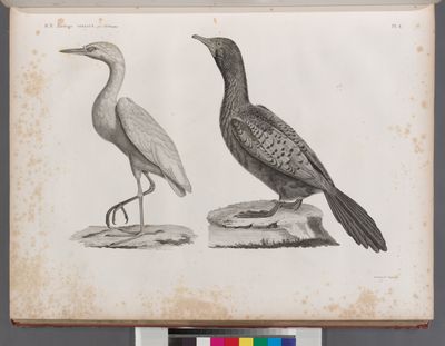 Zoologie. Oiseau. 1. Héron garde-bœuf (Ardea bubulcus); 2. Cormoran d'Afrique (Phalacrocorax Africanus).