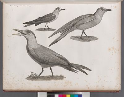 Zoologie. Oiseau. 1. Hirondelle de mer Tschergava (Sterna Caspia); 2. Hirondelle de mer Hansel (Sterna aranea); 3. Mouette de Dorbigny (Larus Dorbignyi).