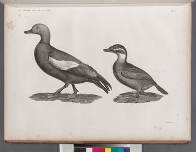 Zoologie. Oiseau. 1. Canard casarca (Anas casarca); 2. Canard à tête blanche (Anas leucocephala).