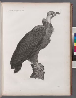 Zoologie. Oiseau. Vautour brun (Vultur cinereus).