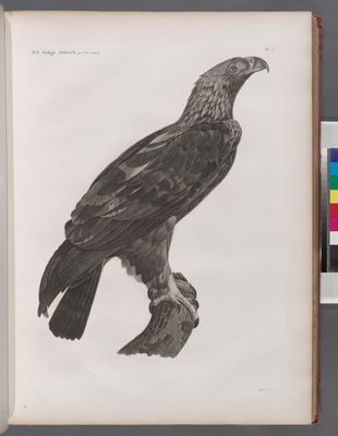 Zoologie. Oiseau. Aigle de Thèbes (Aquila heliaca).