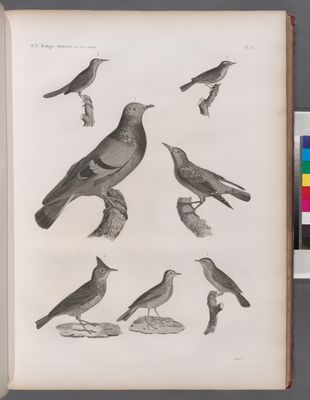 Zoologie. Oiseau. 1. Merle de roche (Turdus saxatilis); 2. Pouillot à ventre jaune (Silvia trochilus); 3. Fauvette locustelle (Silvia locustella); 4. Fauvette des joncs (Silvia schœnobænus); 5. Pipi des arbres (Anthus arboroeus); 6. Alouette cochevis (Alauda cristata); 7. Pigeon colombin ou de roche (Columba œnas).