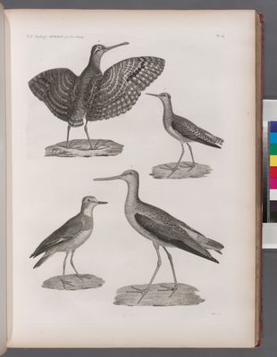 Zoologie. Oiseau. 1. Grand Pluvier à collier (Charadrius hiaticula); 2. Chevalier sylvain (Totanus glareolus); 3. Chevalier aux pieds verts (Totanus glottis); 4. Rhynchée du Cap de Bonne-Espérance (Rhynchœa Capensis).