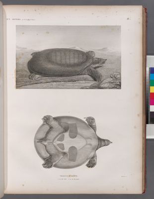 Zoologie. Reptiles. Trionyx d'Égypte: 1. vue de côté, 1'. vu en dessous.