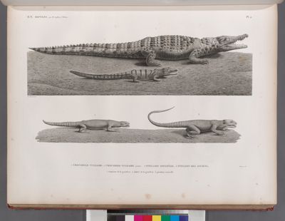 Zoologie. Reptiles. 1. Crocodile vulgaire; 1' Crocodile vulgaire, jeune; 2. Stellion spinipède; 3. Stellion des anciens.