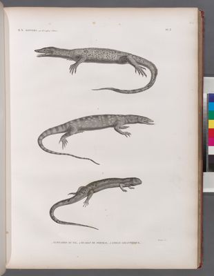Zoologie. Reptiles. 1. Tupinambis du Nil; 2. Ouaran de forskal; 3. Anolis gigantesque.