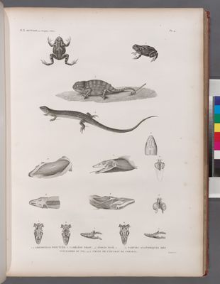 Zoologie. Reptiles. 1.2. Grenouille ponctuée; 3. Caméléon trapu; 4.4'. Anolis pavé; 5-13. Parties anatomiques des tupinambis du Nil; 14.15. Crâne de l'Ouaran de Forskal.