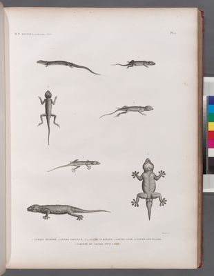 Zoologie. Reptiles. 1. Anolis marbré; 2. Agame ponctuée; 3.4. Agame variable; 5. Gecko lobé; 6. Gecko annulaire; 7. Variété du Gecko annulaire.