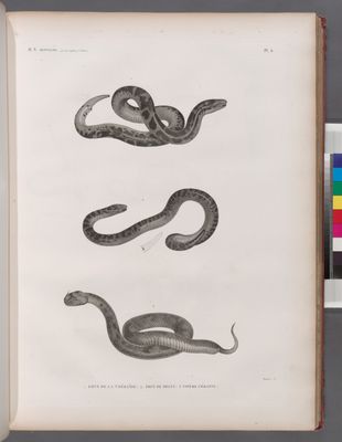 Zoologie. Reptiles. 1. Éryx de la Thébaïde; 2. Éryx du Delta; 3. Vipère céraste.