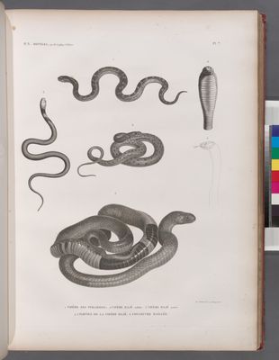 Zoologie. Reptiles. 1. Vipère des pyramides; 2. Vipère hajé, adulte; 3. Vipère hajé, jeune; 4.5. Parties de la Vipère hajé; 6. Couleuvre maillée.