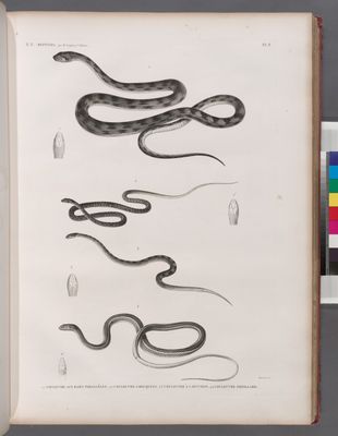 Zoologie. Reptiles. 1.1'. Couleuvre aux raies parallèles; 2.2'. Couleuvre à bouquets; 3.3'. Couleuvre à capuchon; 4.4'. Couleuvre oreillard.