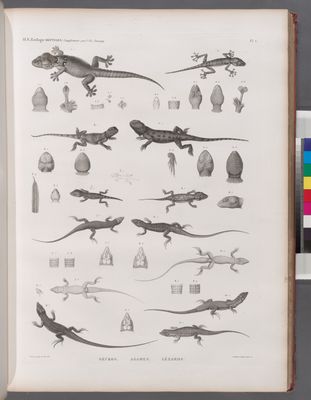Zoologie. Reptiles. (Supplement). Geckos; Agames; Lézards.
