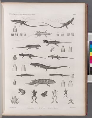 Zoologie. Reptiles. (Supplement). Lézards; Scinques; Grenouilles.
