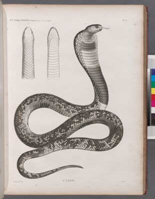 Zoologie. Reptiles. (Supplement). L'Aspic.