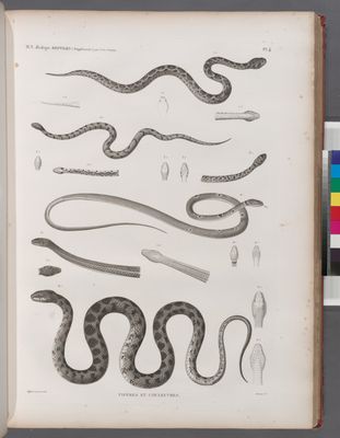 Zoologie. Reptiles. (Supplement). Vipères et Couleuvres.