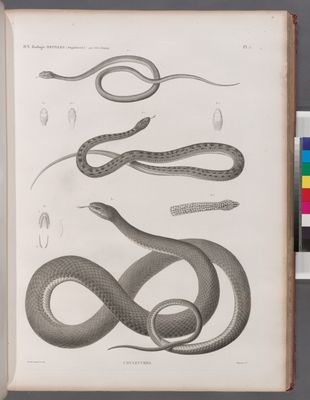 Zoologie. Reptiles. (Supplement). Couleuvres.