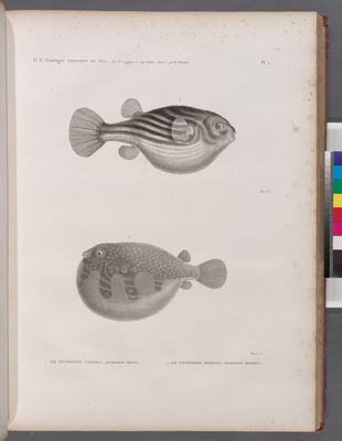 Zoologie. Poissons du Nil. 1. Le Tetrodon fanaka (Tetrodon physa); 2. Le Tetrodon herissé (Tetrodon hispidus).