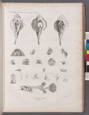 Zoologie. Poissons du Nil. Le Tetrodon fanaka [Tetrodon physa]. Détails anatomiques.