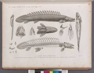 Zoologie. Poissons du Nil. 1. Le Polyptère bichir (Polypterus bichir); 2. sa tête vue en dessus, 3. son squelette, 4. os de la nageoire, 5. les mêmes isolés, 6. myologie de la bouche, 7. viscères de l'abdomen, 8. l'estomac et le foie, 9. les deux vessies natatoires, 10. la mâchoire infèrieure.
