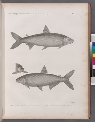 Zoologie. Poissons du Nil. 1. Le Characin raschal (Characinus dentex); 2. Le Characin rai (Characinus niloticus).