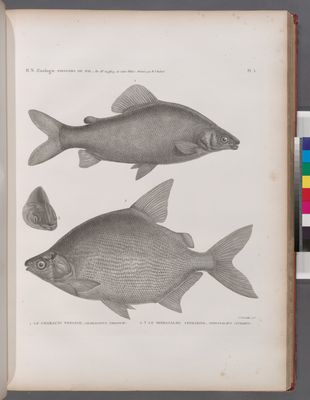 Zoologie. Poissons du Nil. 1. Le Characin nefasch (Characinus nefasch); 2. Le Serrasalme citharine (Serrasalmus citharus).