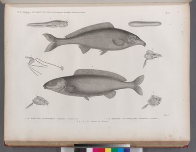 Zoologie. Poissons du Nil. 1. Le Mormyre oxyrhynque (Mormyrus oxyrhyncus); 2. Le Mormyre d'Hasselquist (Mormyrus caschive); 3-8. Anatomie des Mormyres.
