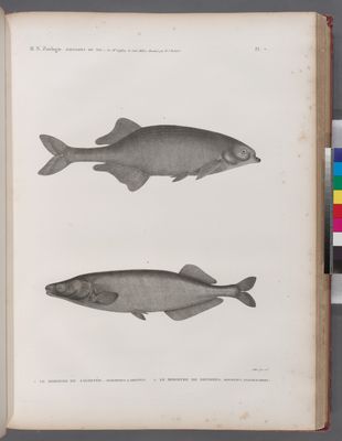 Zoologie. Poissons du Nil. 1. Le Mormyre de Salheyéh (Mormyrus labiatus); 2. Le Mormyre de Dendera (Mormyrus anguilloides).