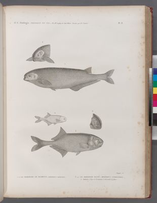 Zoologie. Poissons du Nil. 1.2. Le Mormyre de Behbeyt (Mormyrus dprsalis); 3.4. Le Mormyre bané (Mormyrus cyprinoides); a. Individu à l'âge où il commence à descendre le fleuve.