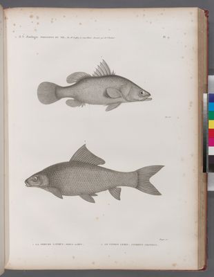 Zoologie. Poissons du Nil. 1. La Perche latous (Perca latus); 2. Le Cyprin lebis (Cyprinus niloticus).