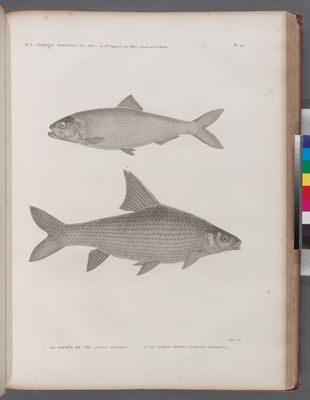 Zoologie. Poissons du Nil. 1. Le Clupée du Nil (Clupea nilotica); 2. Le Cyprin binny (Cyprinus lepidotus).