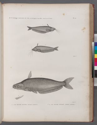 Zoologie. Poissons du Nil. 1.2. Le Silure oudnei (Silurus auritus); 3.4. Le Silure schilbé (Silurus mystus).
